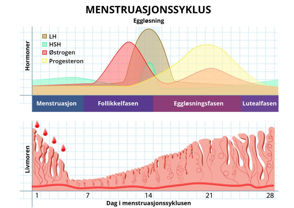 menstruasjonssyklus illustrasjon